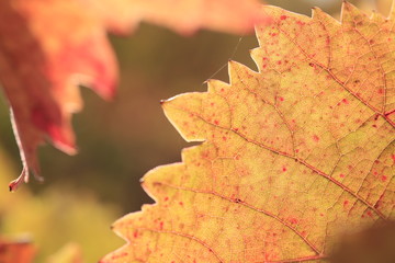 Fototapeta na wymiar colorful wine leaf in vineyard