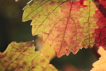 colorful wine leaf in vineyard