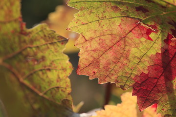 colorful wine leaf in vineyard