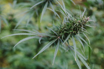 Beautiful pictures of cannabis. medicinal marihuana