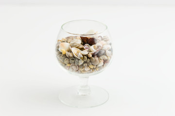 small sea shells in a small glass