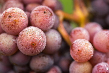 rosé wine grape in vieneyard