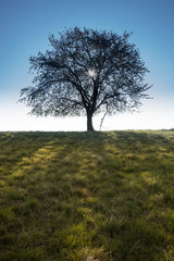 Fototapeta na wymiar isolated tree with sun in tree crown