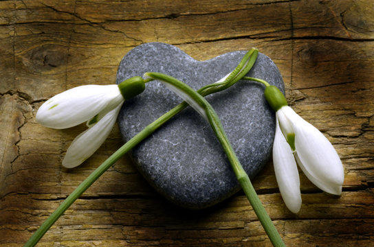 Galanthus nivalis Sn&ouml;droppe Puistolumikello Gewoon sneeuwklokje Bucaneve Kleines Snowdrop Perce-neige Schneegl&ouml;ckchen Galanto Śnieżyczka przebiśnieg Campanilla de invierno Kikeleti h&oacute;vir&aacute;g