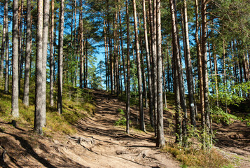 Sunny pine forest