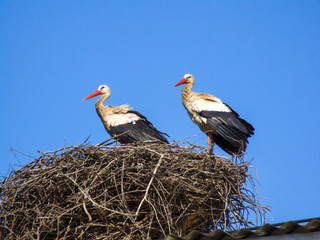 Stork Couple in Nest, Rabat, Morocco