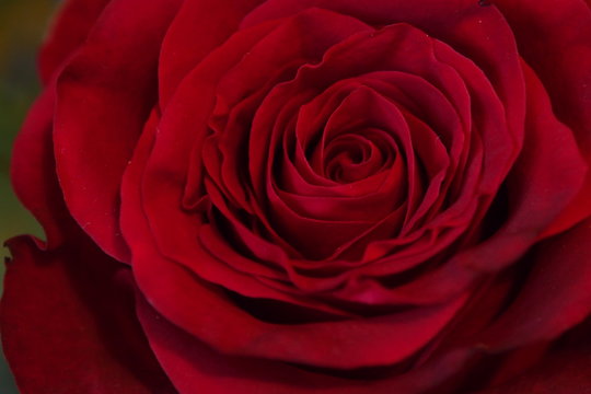 coeur de rose 4