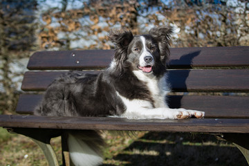 Border Collie auf der Burg