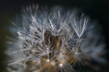 White dandelion blowball with drops of dew