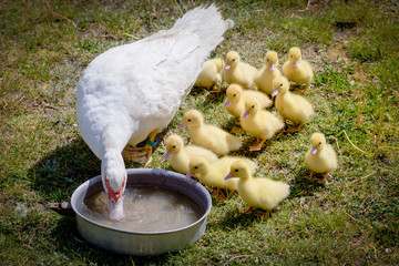 Mother duck with ducklings drinking water in the farm 