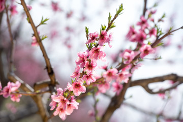 Fototapeta na wymiar Cherry blossom and peach blossom trees in an orchard