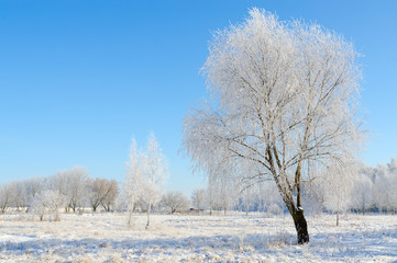 Trees in hoarfrost on a clear sunny day