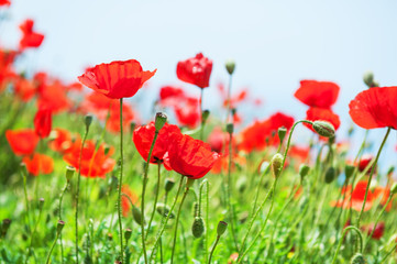 Fototapeta na wymiar Red poppy flowers in spring. Selective focus.