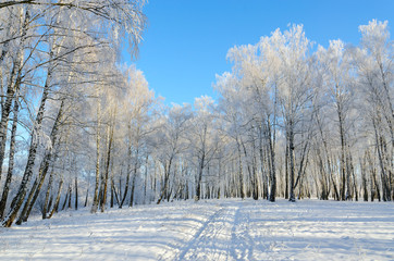 Birch grove in hoarfrost on sunny day, winter landscape