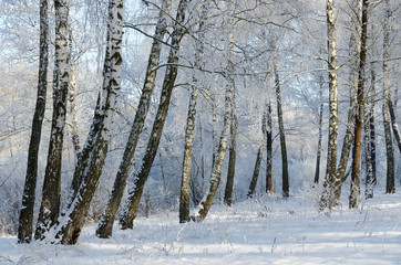 Beautiful winter birch grove in hoarfrost