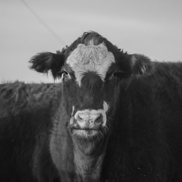 Hereford