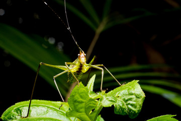 Close up of Grasshopper on green leaves.