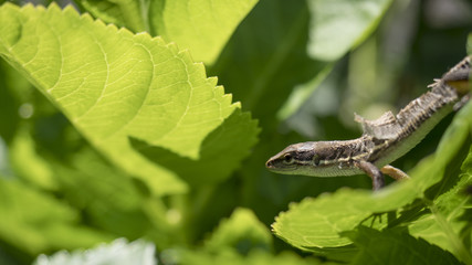 ニホンカナヘビ　日本金蛇