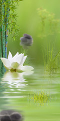 composition aquatique zen avec lotus, bambous herbes et galets