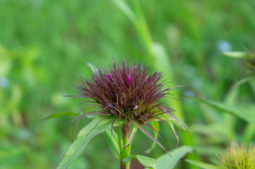 Flower bud of dianthus barbatus, popular garden plant blooming in summer also known as Sweet William