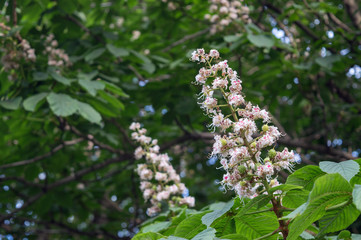 Blooming aesculus hippocastanum, white flower of horse-chestnut in spring park, ornamental garden tree and source of aescin, used as treatment for chronic venous insufficiency