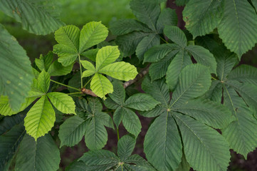 Foliage of horse-chestnut (aesculus hippocastanum), ornamental garden tree and medical plant, floral background