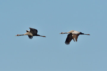 Grauer Kranich im Flug in der Oberlausitz