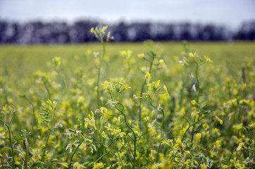 Blooming rapeseed (canola) yellow flowers growing in field  on a blurred background of trees