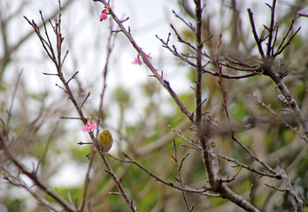 桜とメジロ