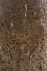 A termite ridden wooden pole in Gambia