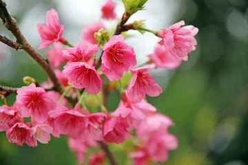 Crédence de cuisine en verre imprimé Fleur de cerisier 沖縄の桜