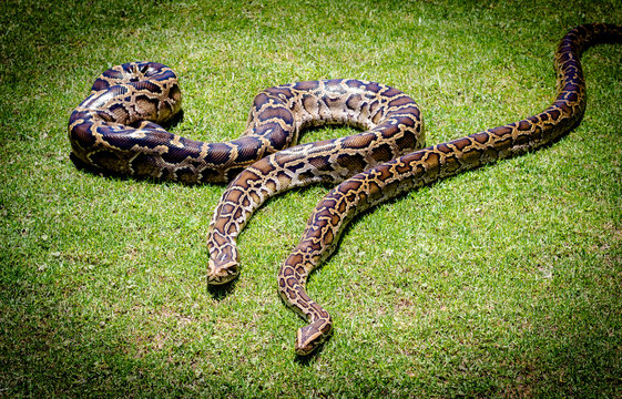 Burmese python background. Two pythons on grass