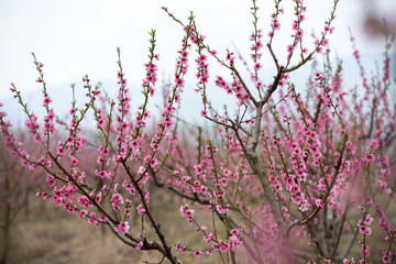 Cherry blossom and peach blossom trees in an orchard