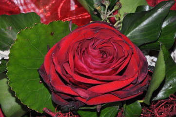 Rote Rose