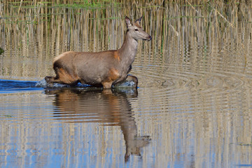 Rotwild auf der Flucht