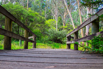 Low angle view of wooden bridge in Australian nature