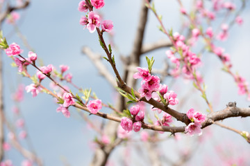 Obraz premium Cherry blossom and peach blossom trees in an orchard