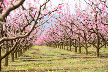 Peach blossom trees in a row during spring time