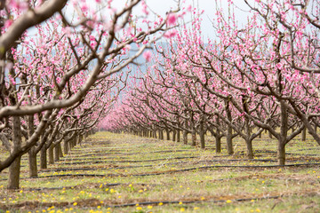 Colonnade of cherry blossom trees in an orchard during spring time