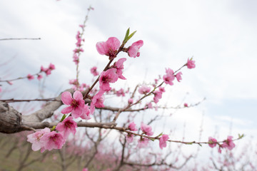 Peach blossom trees in a row during spring time