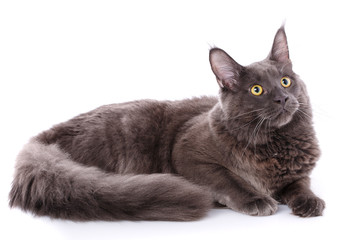 Maine Coon, 7 months old, lying and looking up