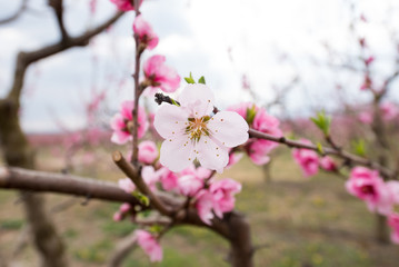 Peach blossom trees in a row during spring time