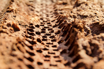 Bike tire tracks on muddy trail royalty. Tire tracks on wet muddy road, abstract background, texture material. Tyre track on dirt sand or mud, retro tone, grunge tone, drive on sand, off road track.