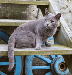 Russian blue cat on stairs