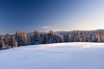 The hill is covered with fresh snow and the forest is lit by the rays of the rising sun