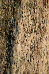 Obraz premium 木の表面