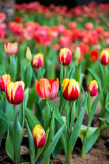 Tulips in spring in the garden.