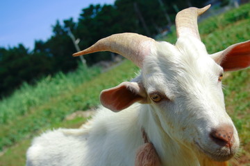 Obraz premium Goat in Ishigaki, Okinawa, Japan.