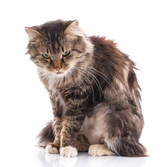 Unhappy striped cat on a white background. A frustrated cat