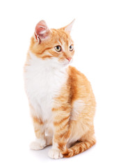 Cat, pet, and cute concept - red kitten on a white background.